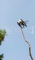 Mating Pair of swallow-tailed kite Elanoides forficatus