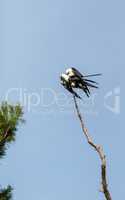 Mating Pair of swallow-tailed kite Elanoides forficatus