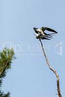 Mating Pair of swallow-tailed kite Elanoides forficatus