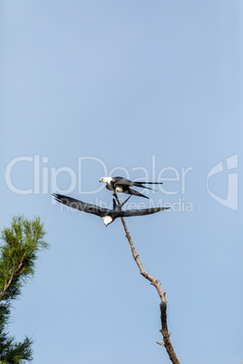 One of a Pair of swallow-tailed kite Elanoides forficatus flies