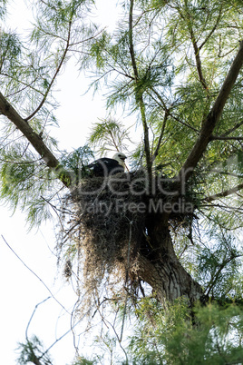 Fuzzy head of a swallow-tailed kite Elanoides forficatus juvenil