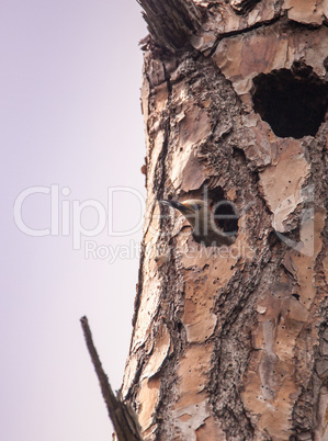 Red-bellied woodpecker bird Melanerpes carolinus