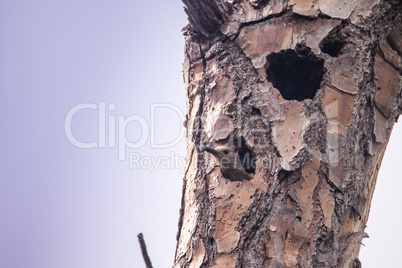 Red-bellied woodpecker bird Melanerpes carolinus