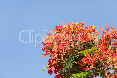 Red flowers on a Royal Poinciana tree Delonix regia