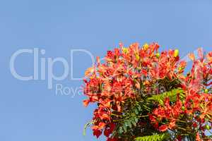 Red flowers on a Royal Poinciana tree Delonix regia