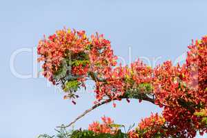 Red flowers on a Royal Poinciana tree Delonix regia