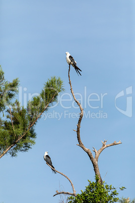 Pair of swallow-tailed kite Elanoides forficatus perch on a dead