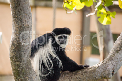 Black and white Colobus monkey Angola colobus