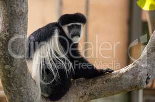 Black and white Colobus monkey Angola colobus