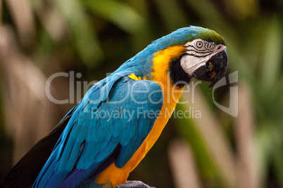 Blue and gold macaw bird Ara ararauna