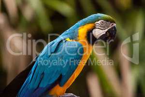 Blue and gold macaw bird Ara ararauna