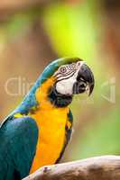 Blue and gold macaw bird Ara ararauna