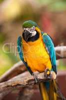 Blue and gold macaw bird Ara ararauna