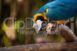 Blue and gold macaw bird Ara ararauna