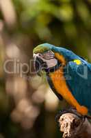 Blue and gold macaw bird Ara ararauna