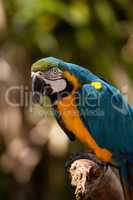 Blue and gold macaw bird Ara ararauna