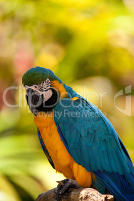 Blue and gold macaw bird Ara ararauna