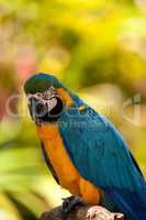 Blue and gold macaw bird Ara ararauna