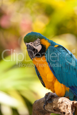 Blue and gold macaw bird Ara ararauna