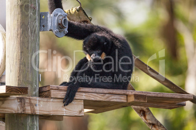 Buff-cheeked gibbon Nomascus gabriellae