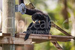 Buff-cheeked gibbon Nomascus gabriellae