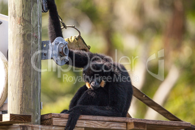 Buff-cheeked gibbon Nomascus gabriellae