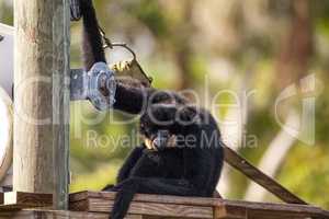 Buff-cheeked gibbon Nomascus gabriellae