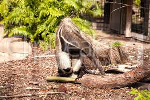 Giant anteater Myrmecophaga tridactyla forages under logs