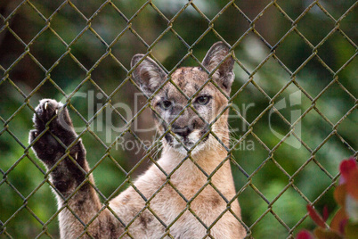 Florida panther Puma concolor coryi