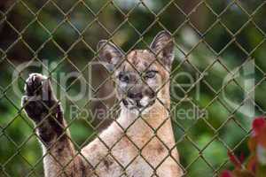 Florida panther Puma concolor coryi