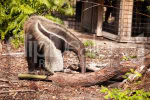 Giant anteater Myrmecophaga tridactyla forages under logs