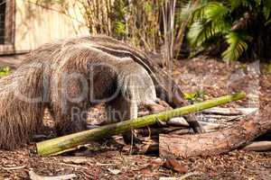 Giant anteater Myrmecophaga tridactyla forages under logs