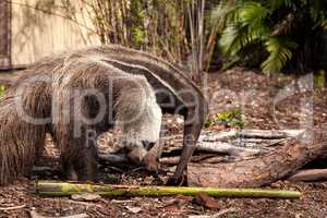 Giant anteater Myrmecophaga tridactyla forages under logs