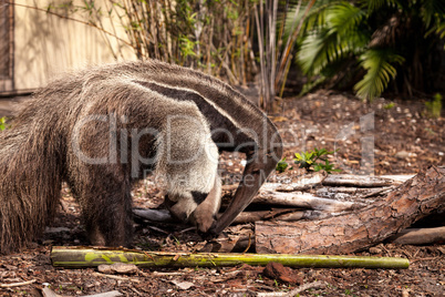 Giant anteater Myrmecophaga tridactyla forages under logs