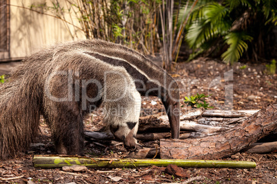 Giant anteater Myrmecophaga tridactyla forages under logs