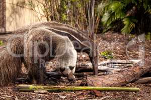 Giant anteater Myrmecophaga tridactyla forages under logs
