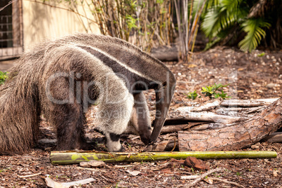 Giant anteater Myrmecophaga tridactyla forages under logs