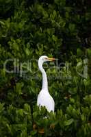 Adult Great egret bird Ardea alba perches in a tree