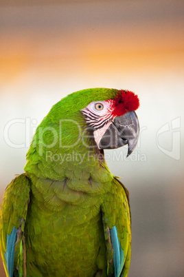 Military macaw bird Ara militaris