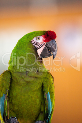 Military macaw bird Ara militaris