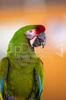 Military macaw bird Ara militaris