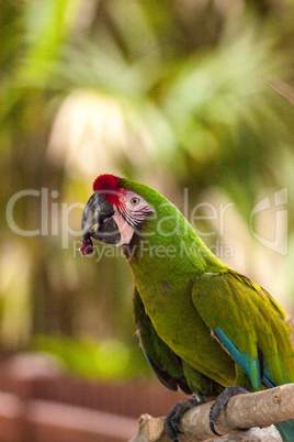 Military macaw bird Ara militaris