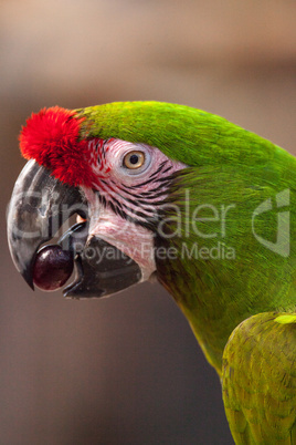 Military macaw bird Ara militaris