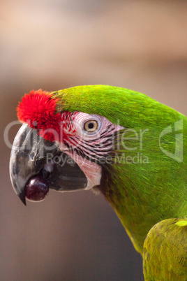 Military macaw bird Ara militaris