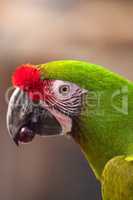 Military macaw bird Ara militaris