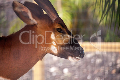 Mountain bongo antelope Tragelaphus eurycerus