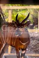 Mountain bongo antelope Tragelaphus eurycerus