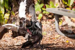 Male muscovy duck Cairina moschat birds in the middle of a domin