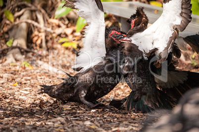 Male muscovy duck Cairina moschat birds in the middle of a domin