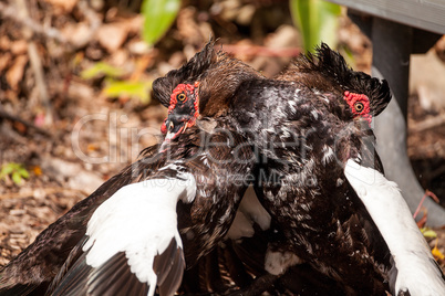 Male muscovy duck Cairina moschat birds in the middle of a domin